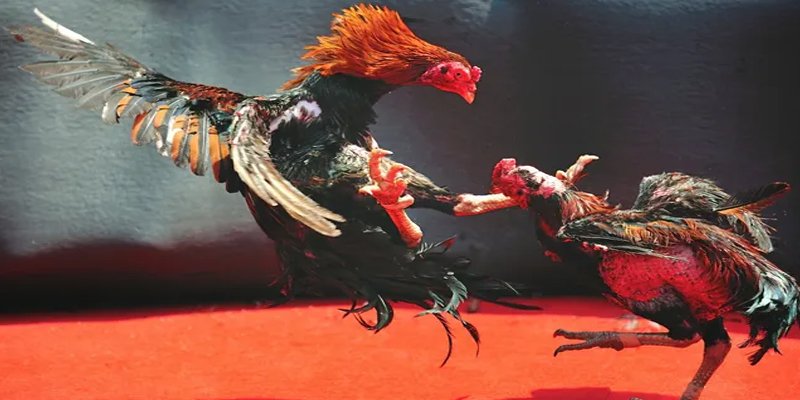 bongdaso 66 c1 gà chọi