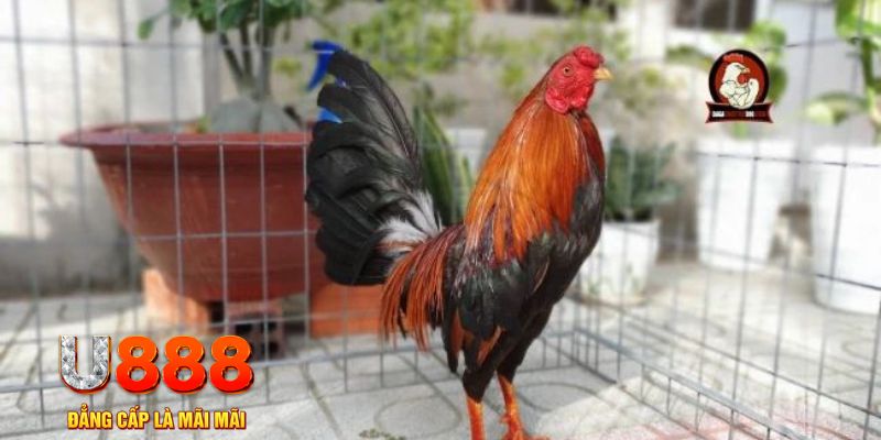 bongdaso 66 game máy bay nổ hũ