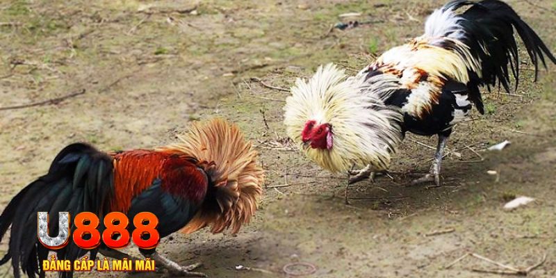bongdaso 66 game nổ hũ là gì